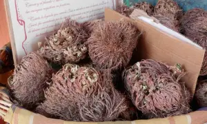 Rosa di Jericho, piante secche in un cesto, con testo che narra leggende.