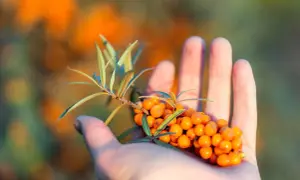 Mano che tiene un ramo di olivello spinoso, ricco di bacche arancioni. Le sue proprietà sono note per il benessere.