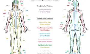 Schema dei meridiani del corpo, che illustra i percorsi energetici e i punti di pressione corpo per trattamenti di agopuntura.