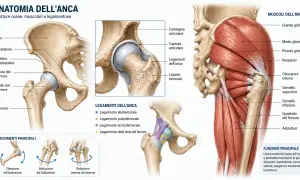 Anatomia dell'anca: ossa, muscoli e legamenti che definiscono la linea mediana del corpo, permettendo movimenti essenziali.