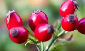 Grappolo di bacche di rosa canina rosse e lucide su un ramo verde, pronte per essere raccolte.