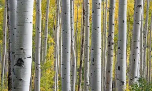 Fusto di betulla con corteccia bianca e macchie scure. Dietro, un bosco autunnale con foglie gialle. La linfa di betulla, sebbene benefica, può avere controindicazioni.
