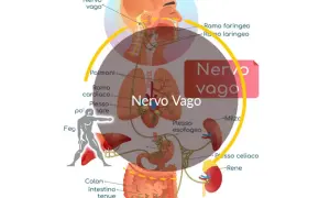 Diagramma del nervo vago e dei suoi collegamenti con organi come polmoni, cuore, fegato e intestino. La parte destra del corpo significato psicologico è legata a questo nervo.