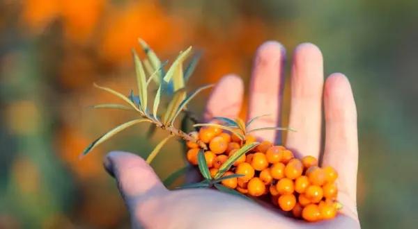 Mano che tiene un ramo di olivello spinoso, ricco di bacche arancioni. Le sue proprietà sono note per il benessere.