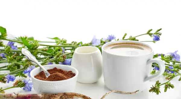 Tazza di caffè di cicoria, polvere e radice, circondati da fiori blu. Un aiuto naturale per chi vuole che il caffè di cicoria fa dimagrire.