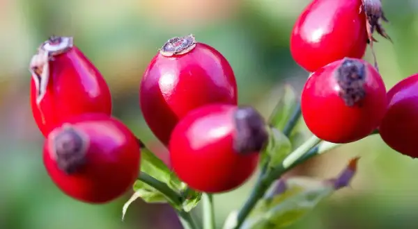 Grappolo di bacche di rosa canina rosse e lucide su un ramo verde, pronte per essere raccolte.