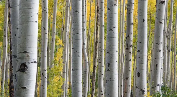 Fusto di betulla con corteccia bianca e macchie scure. Dietro, un bosco autunnale con foglie gialle. La linfa di betulla, sebbene benefica, può avere controindicazioni.