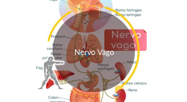 Diagramma del nervo vago e dei suoi collegamenti con organi come polmoni, cuore, fegato e intestino. La parte destra del corpo significato psicologico è legata a questo nervo.