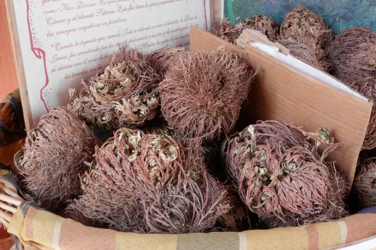 Rosa di Jericho, piante secche in un cesto, con testo che narra leggende.