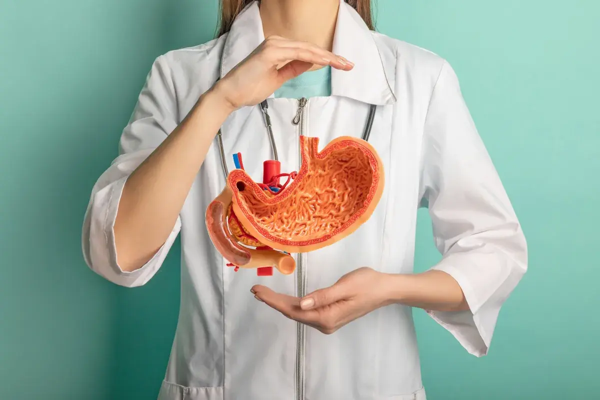 Modello anatomico di stomaco tenuto da mani, suggerisce digitopressione per reflusso gastrico.