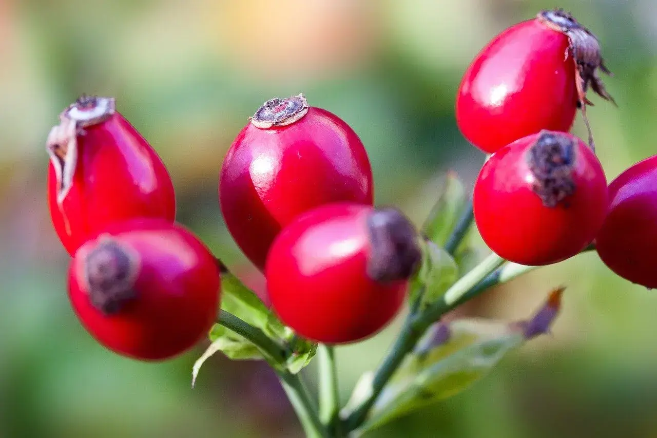 Grappolo di bacche di rosa canina rosse e lucide su un ramo verde, pronte per essere raccolte.