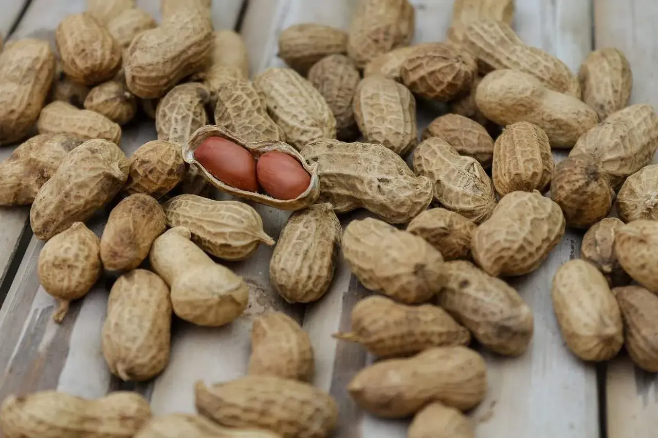 Un mucchio di arachidi, alcune aperte rivelano i loro chicchi rossastri. Un alimento salutare, utile anche per chi soffre di diabete.