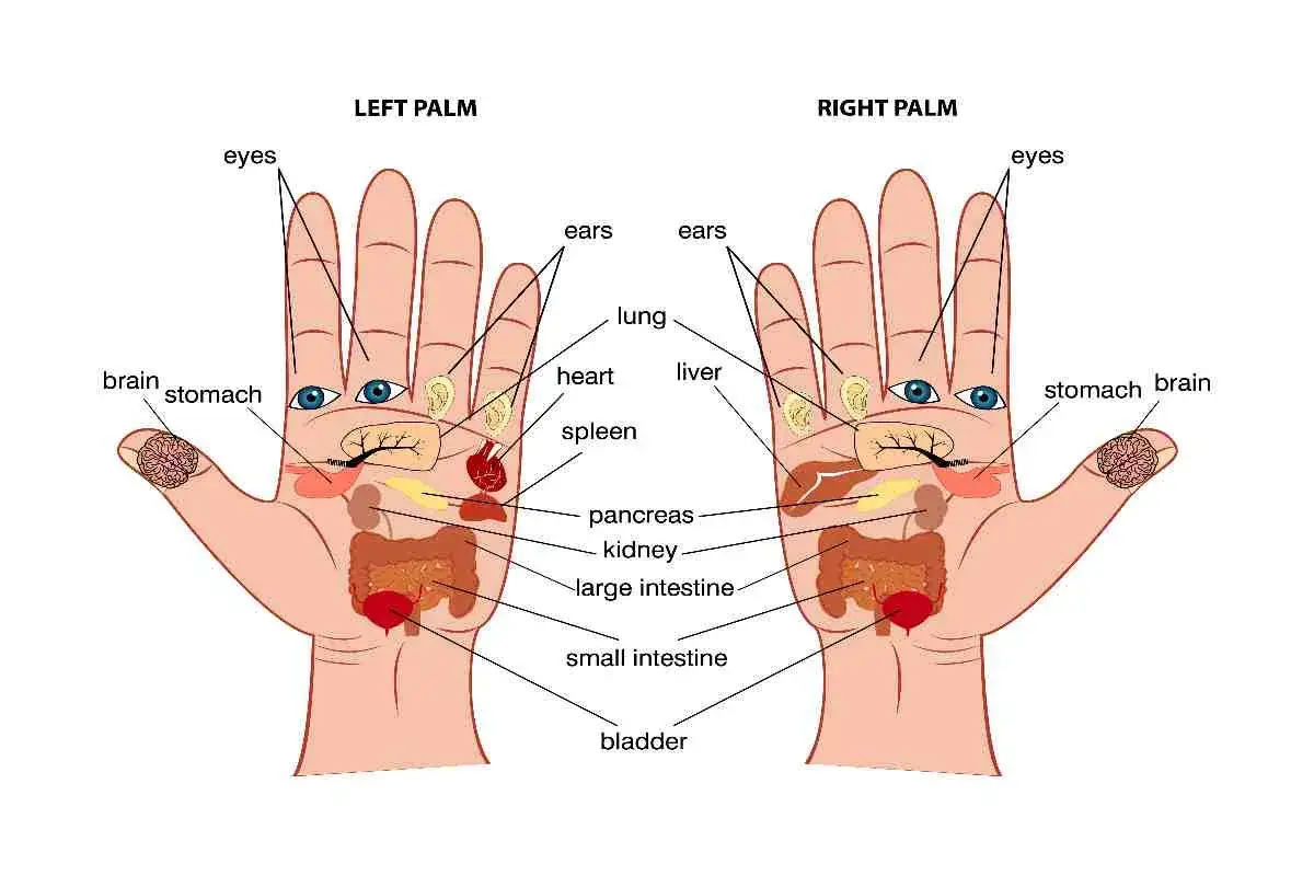 Mappa delle mani per digitopressione: punti per mal di denti, occhi, orecchie, cervello, stomaco, cuore, polmone, fegato, pancreas, reni, intestino e vescica.
