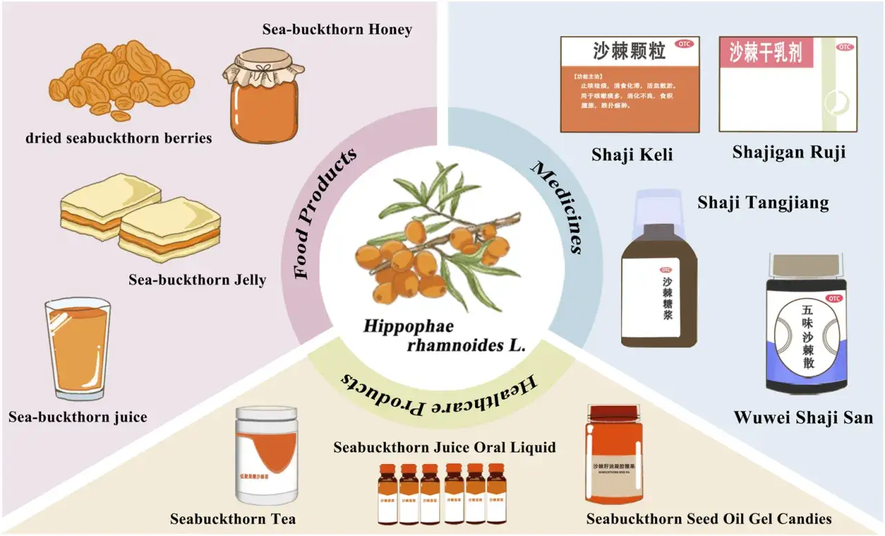 L'olivello spinoso proprietà: bacche essiccate, miele, gelatina, succo, tè, caramelle all'olio di semi e vari medicinali.