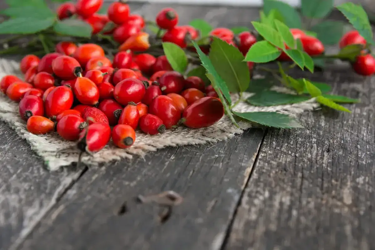 Un mucchio di bacche di rosa canina rosse e lucide su una tela grezza, con foglie verdi sullo sfondo.
