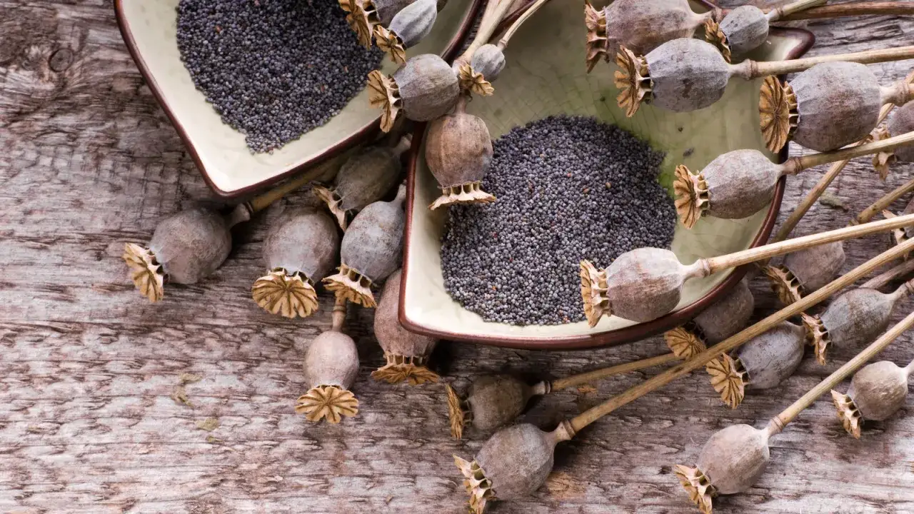 Semi di papavero in ciotole e capsule essiccate su legno. Attenzione alle controindicazioni dei semi di papavero.