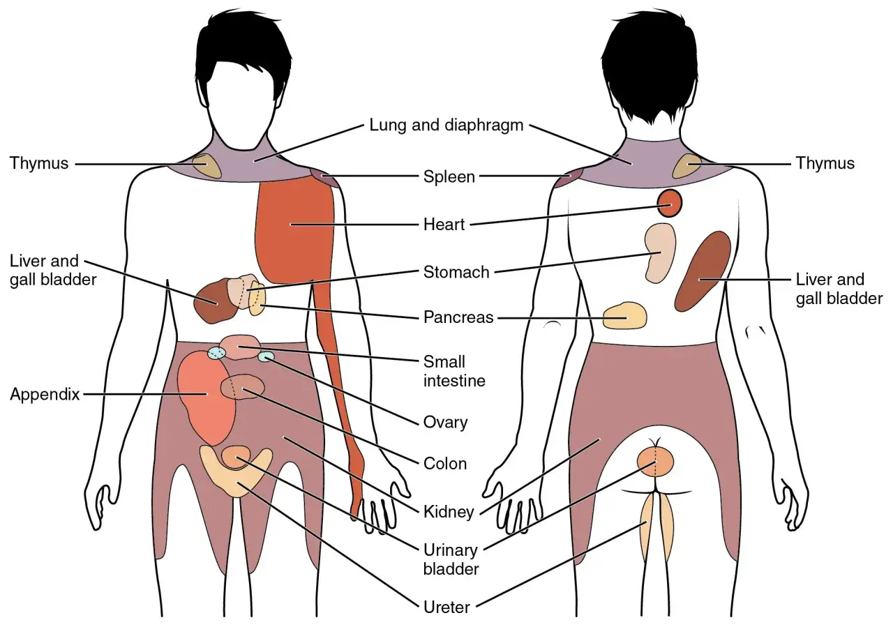Mappa del corpo umano che illustra la localizzazione degli organi e le aree di dolore riferito.