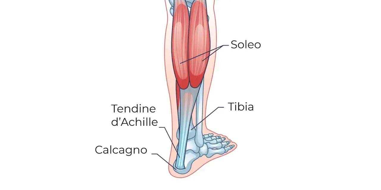 Anatomia del polpaccio: il muscolo soleo, tendine d'Achille e calcagno. Utile per capire una lesione al soleo e i tempi di recupero.