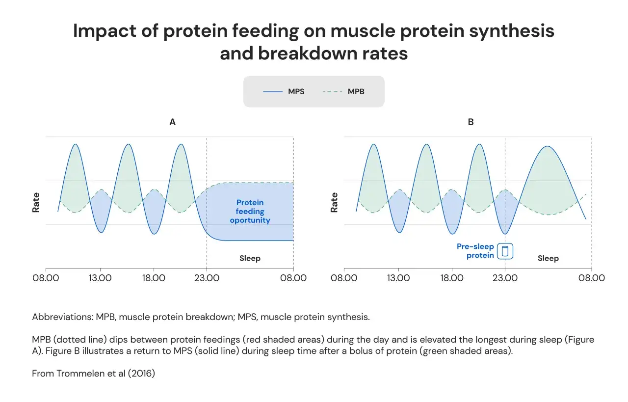Grafici che mostrano l'impatto dell'assunzione di proteine sulla sintesi e sul catabolismo muscolare, utili per capire quante proteine al giorno per massa muscolare.