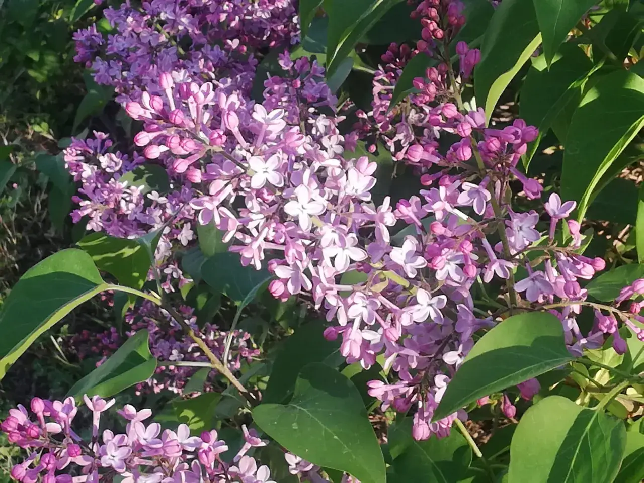 Fiori di lill&agrave; in piena fioritura, il colore lilla evoca serenit&agrave; e nostalgia.