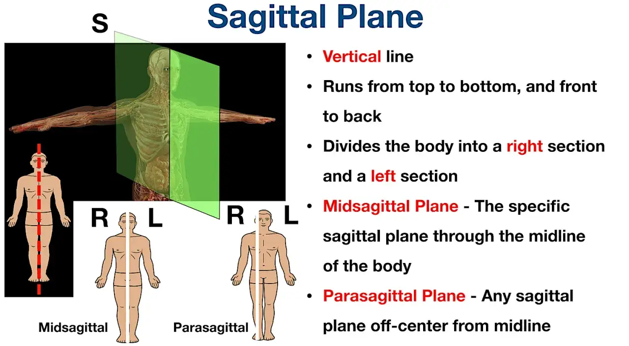 Il piano sagittale divide il corpo lungo la linea mediana del corpo, creando sezioni destra e sinistra.
