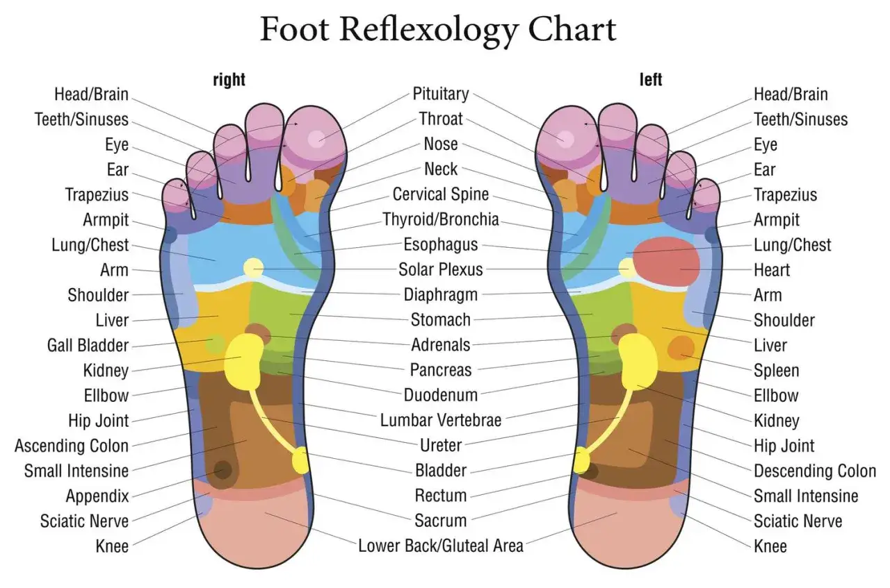 Diagramma di riflessologia plantare che illustra la plantologia del piede e le malattie associate.