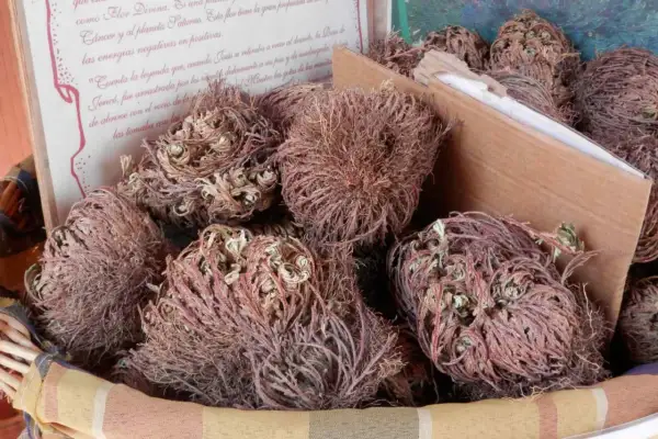 Rosa di Jericho, piante secche in un cesto, con testo che narra leggende.