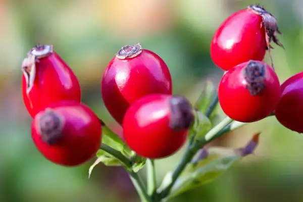 Grappolo di bacche di rosa canina rosse e lucide su un ramo verde, pronte per essere raccolte.