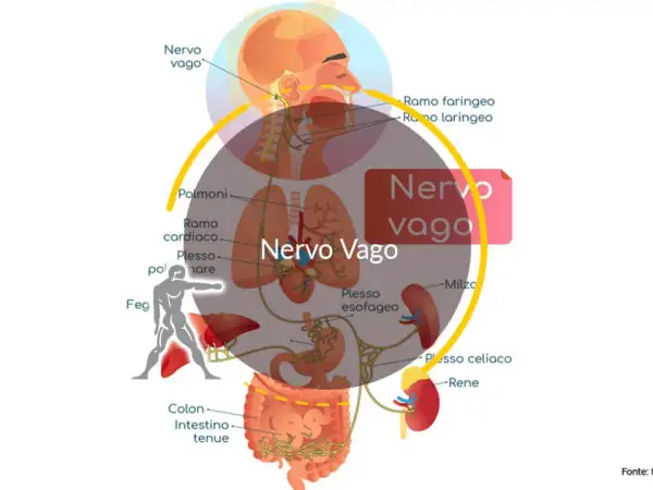 Diagramma del nervo vago e dei suoi collegamenti con organi come polmoni, cuore, fegato e intestino. La parte destra del corpo significato psicologico è legata a questo nervo.
